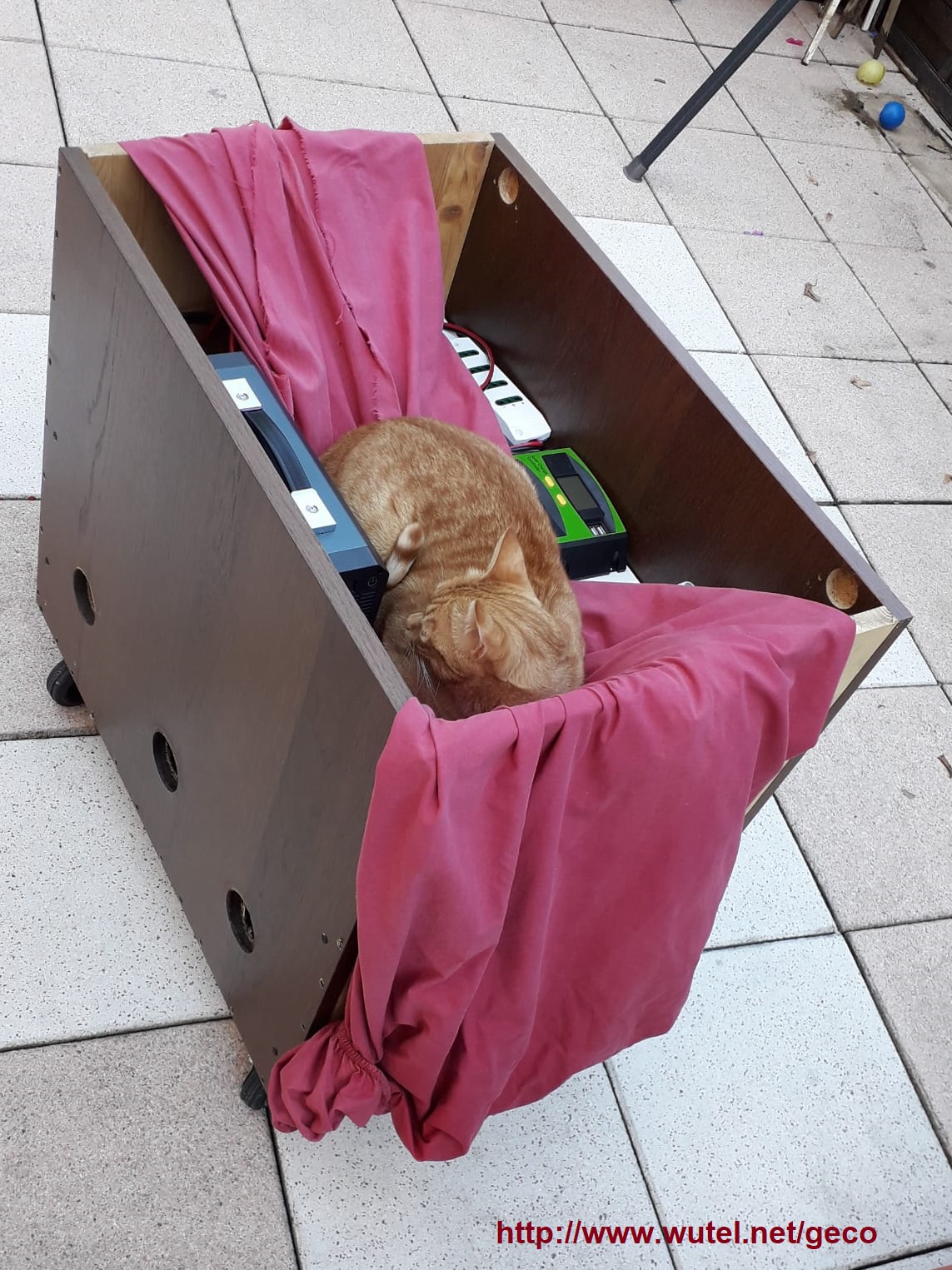 box FV geco con gatto che dorme
