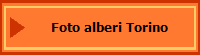 Foto alberi Torino